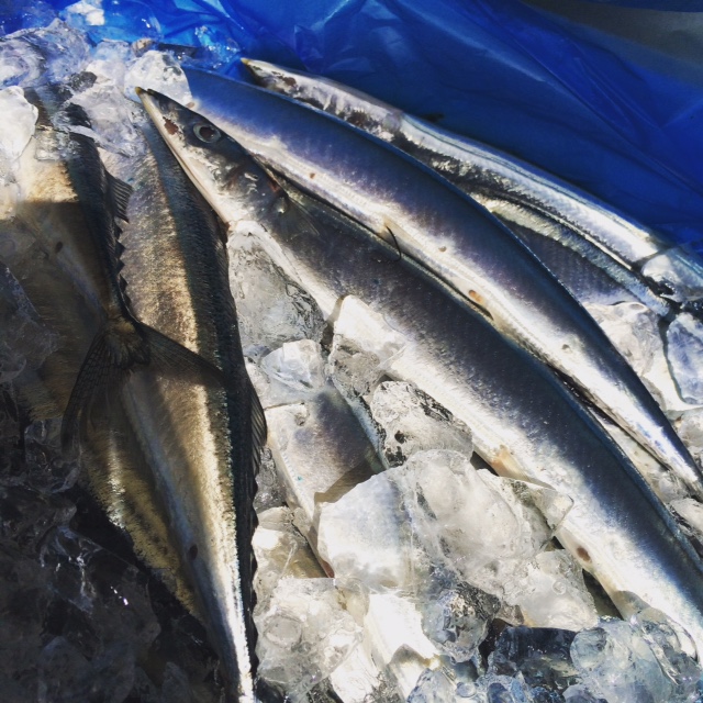 2016秋刀魚報告