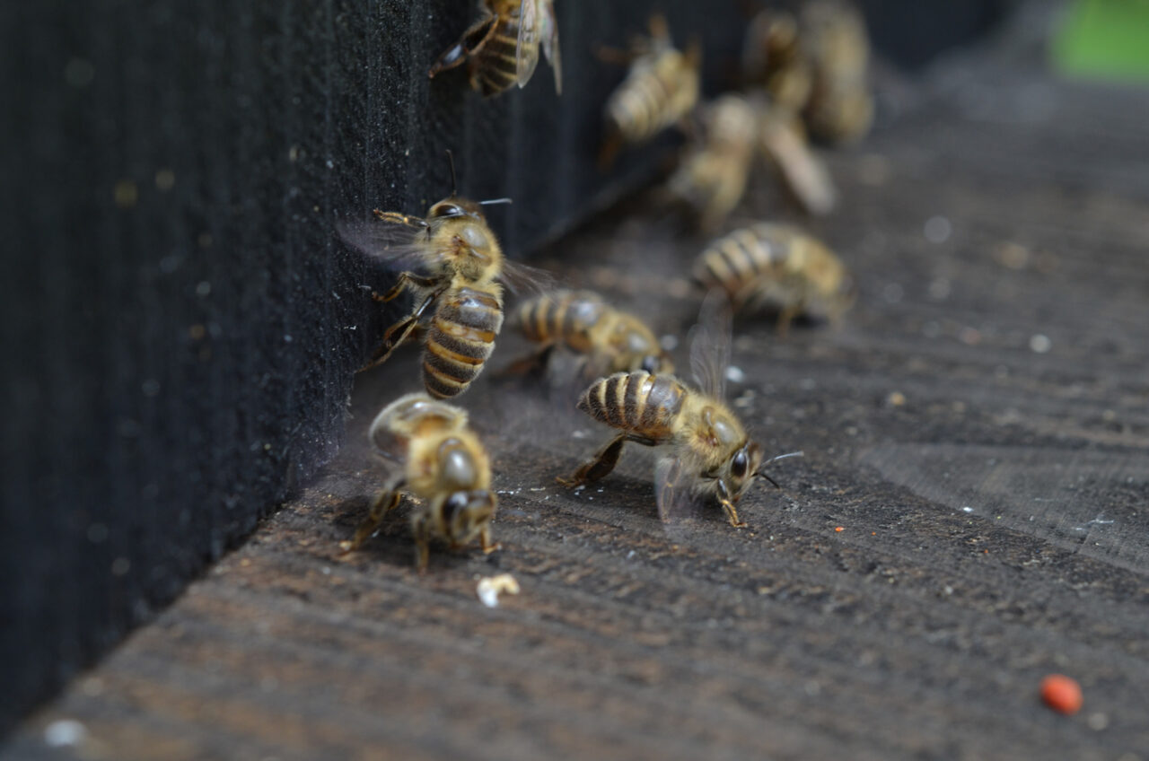 日本蜜蜂の養蜂・その８
