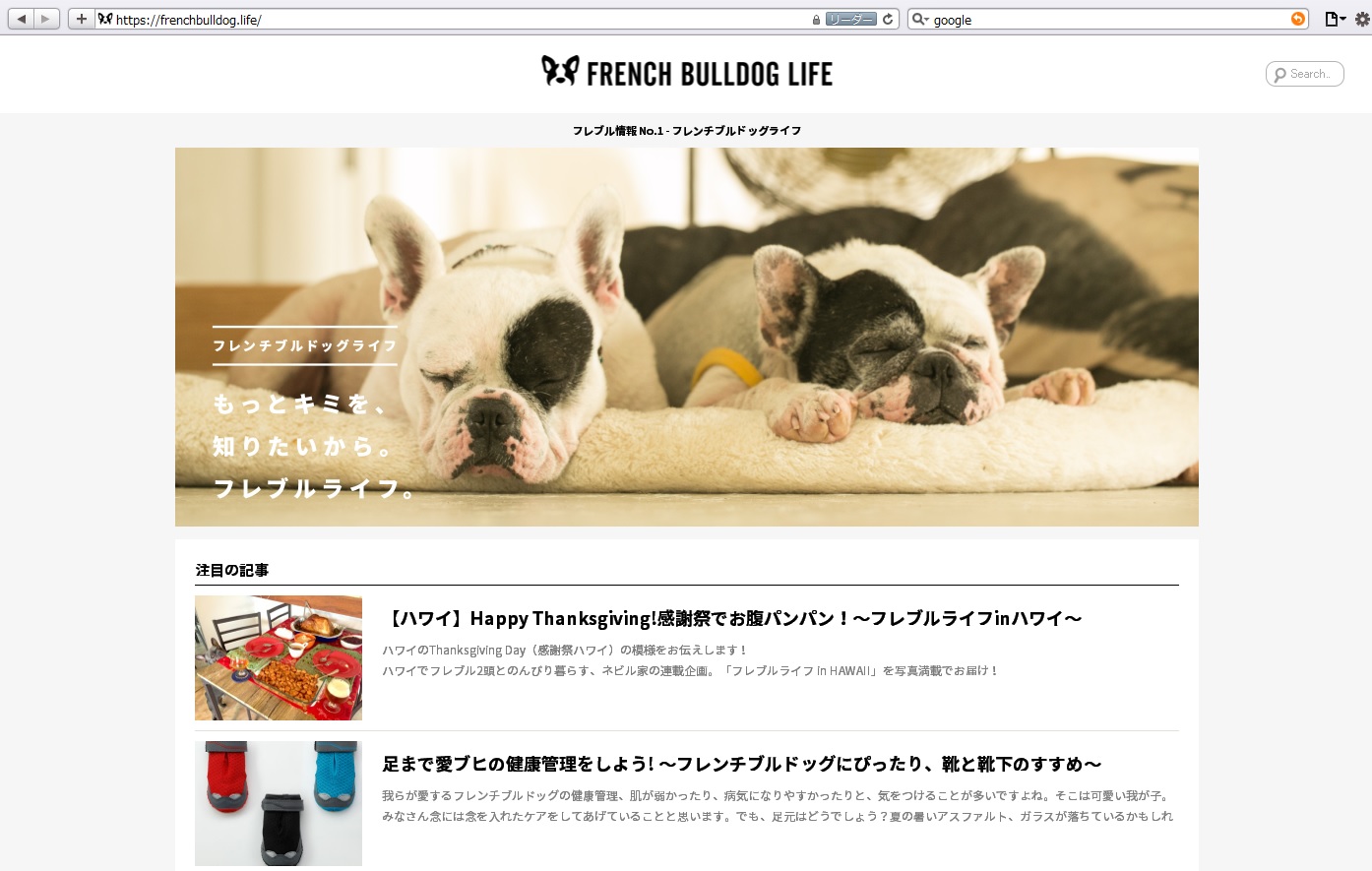 frenchbull