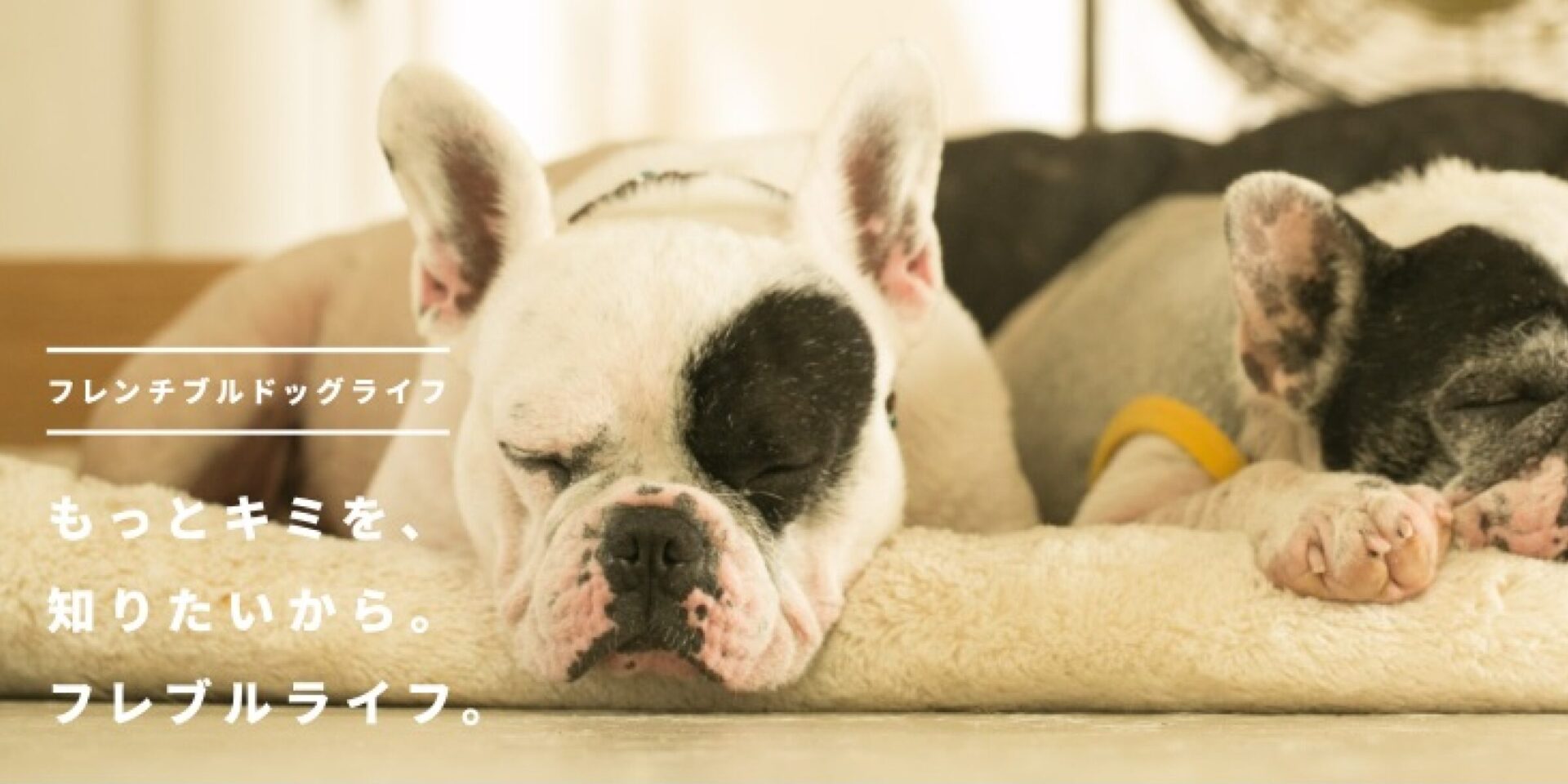 FRENCH BULLDOG LIFE